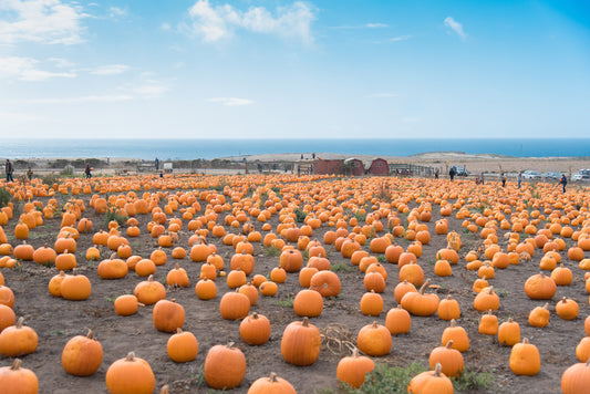 Obsessed With Pumpkin? You Should Be!