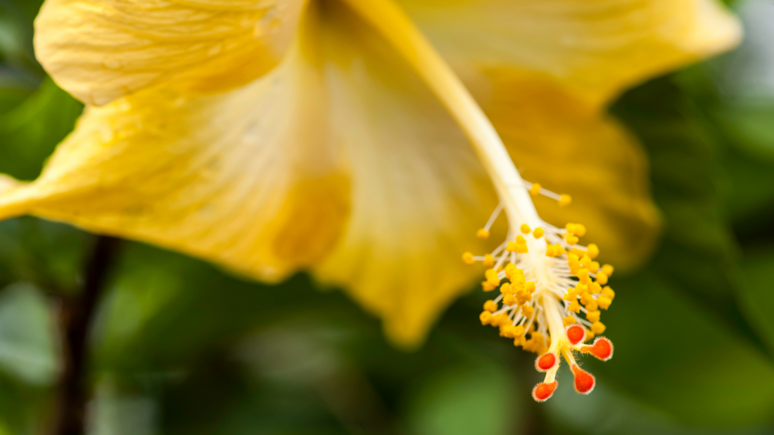 Flower Pollen Extract